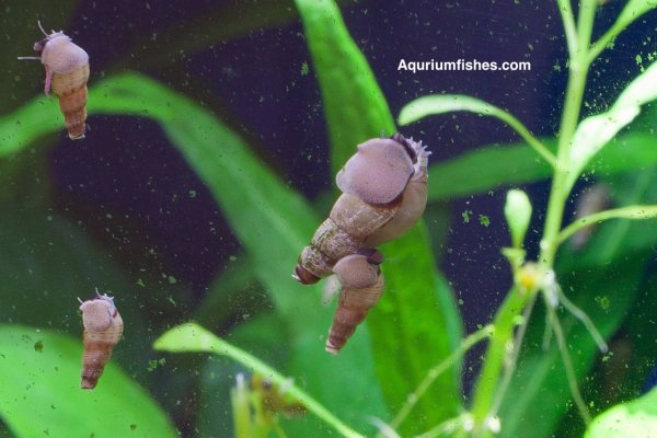 Malaysian Trumpet Snails - algae eater snails