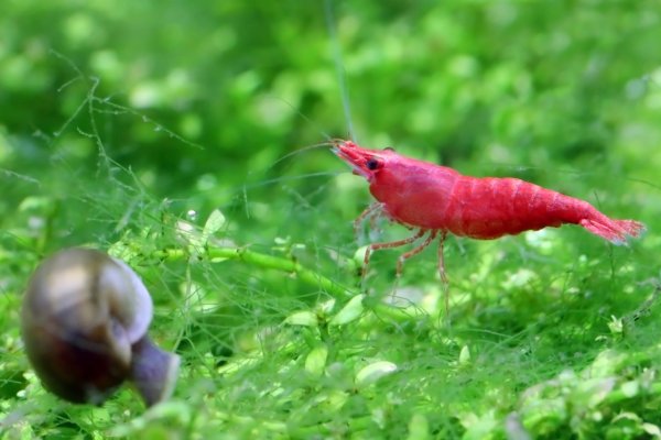 Male cherry shrimp