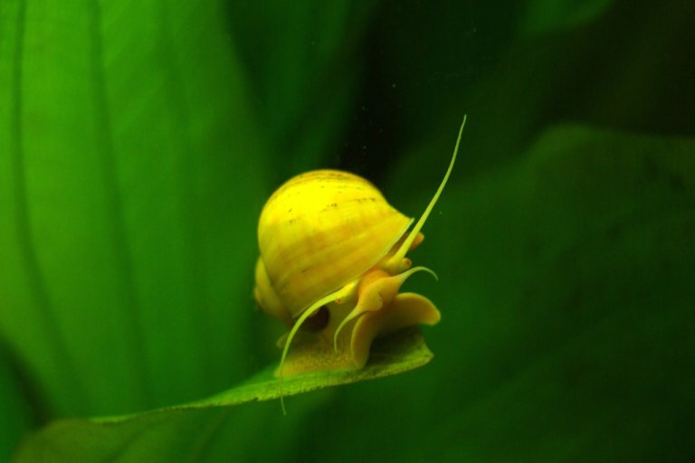 Mystery snail or Apple snail