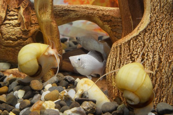 Mystery snail tank mates