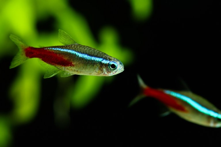 A freshwater Neon tetra fish