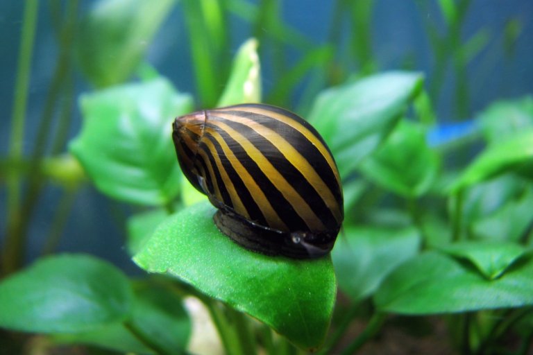 Nerite snails - tiger snail