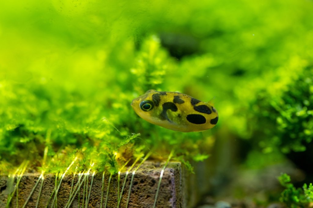 Pea Puffer Fish Care Guide: Tank Setup, Tank Mates, Diet, and Breeding ...