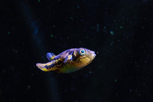 Pea puffer fish
