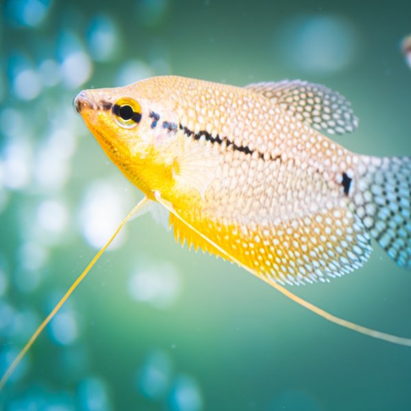 A freshwater pearl gourami fish