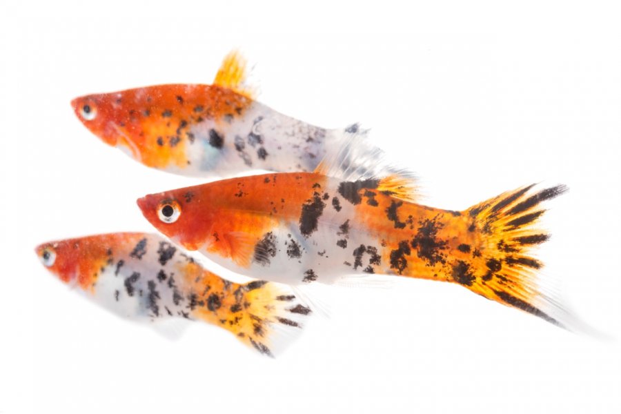 The complete Platy fish care guide