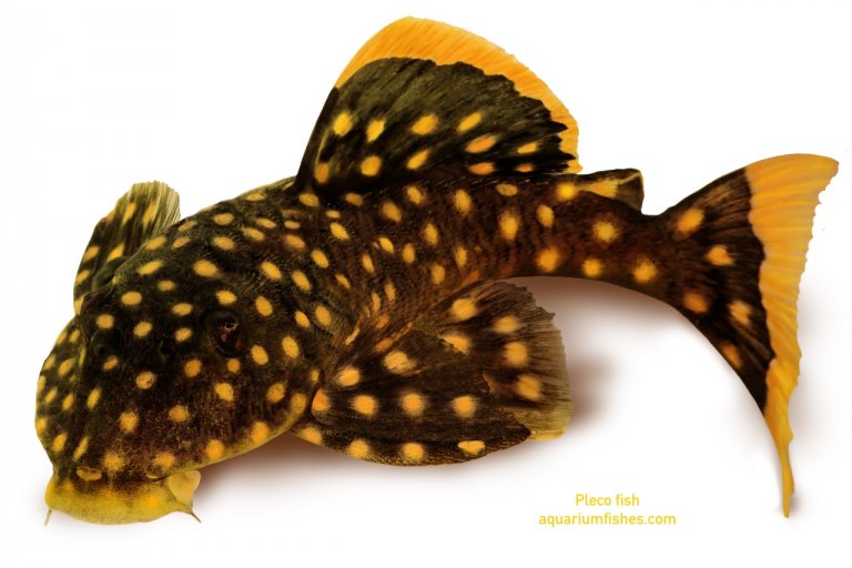 Golden nugget pleco catfish Plecostomus