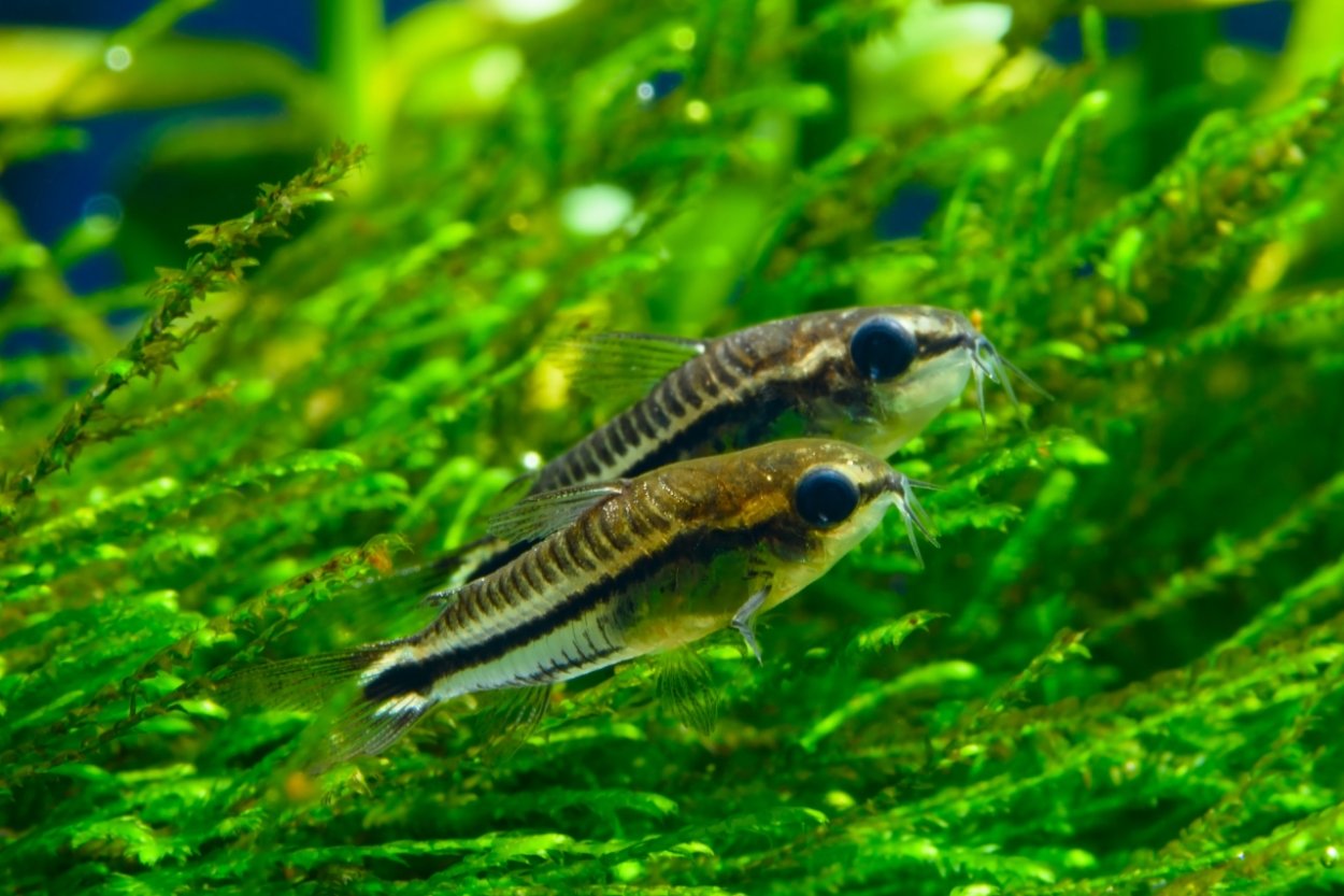 Pygmy Cory freshwater fish