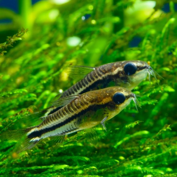 Pygmy Cory freshwater fish