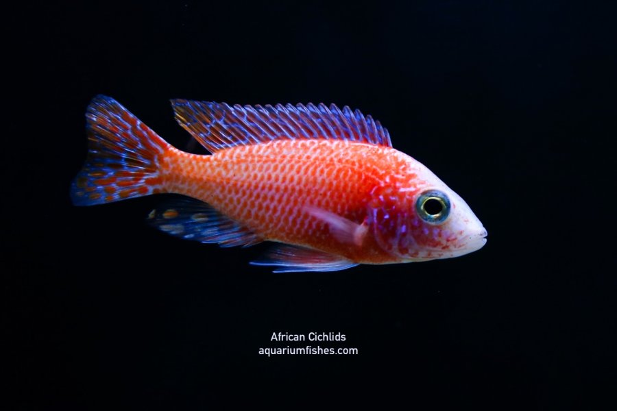 Red African cichlid fish