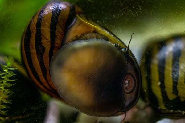 Tiger snail cleaning