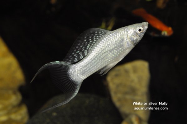 White silver molly fish